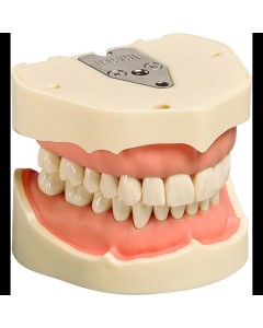 Dentalmodell OK/UK St